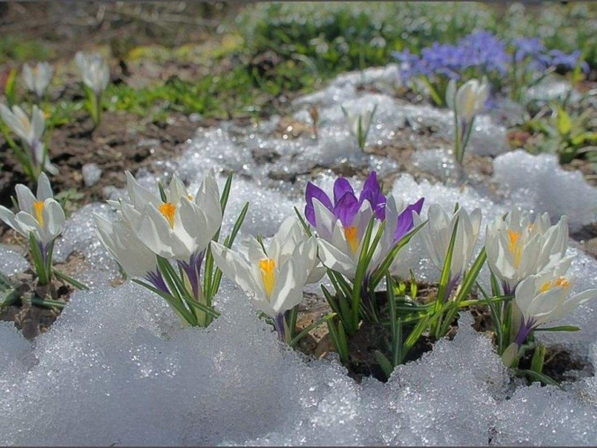 Первоцветы (подснежники, крокусы, гиацинты).