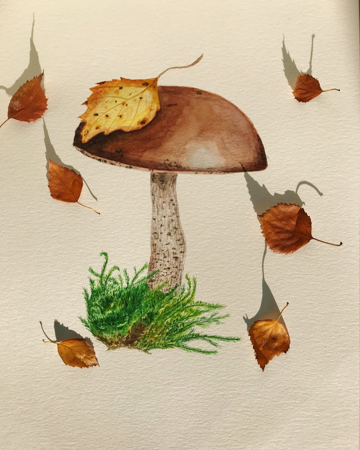 Подосиновик гриб hfcrhfcrfдля детей