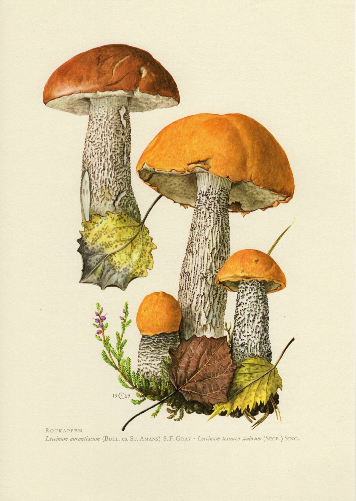 Подберёзовик белый гриб на белом фоне