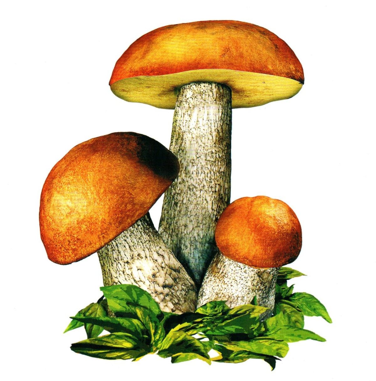 Подберезовик поганка