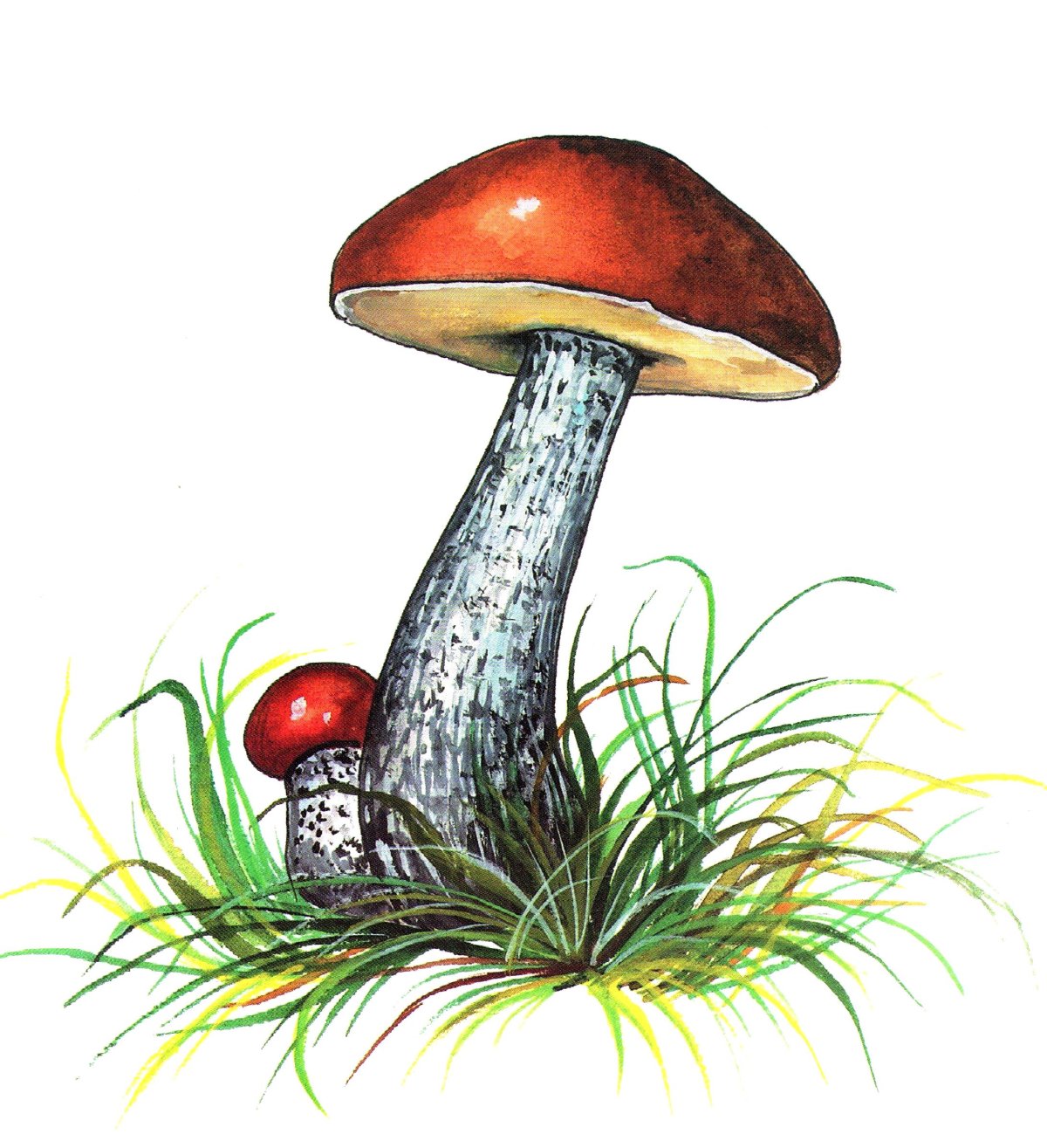 Подберезовик гриб