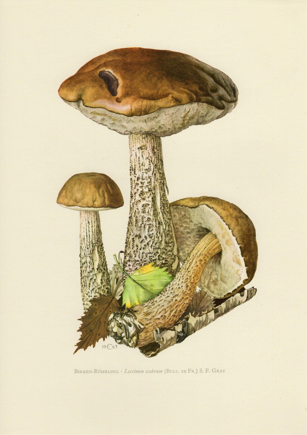 Гриб подосиновик на белом фоне