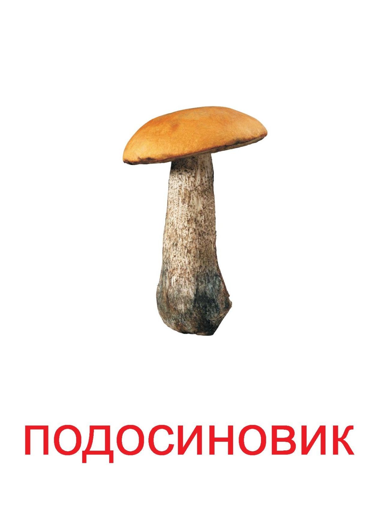 Изображение грибов для детей