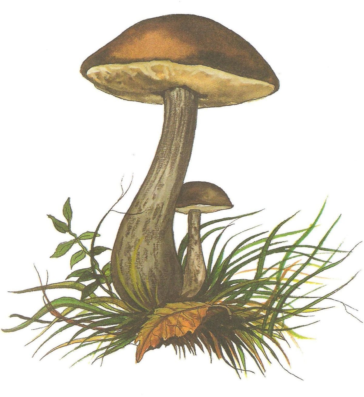 Грибы подосиновики Ботанические иллюстрации