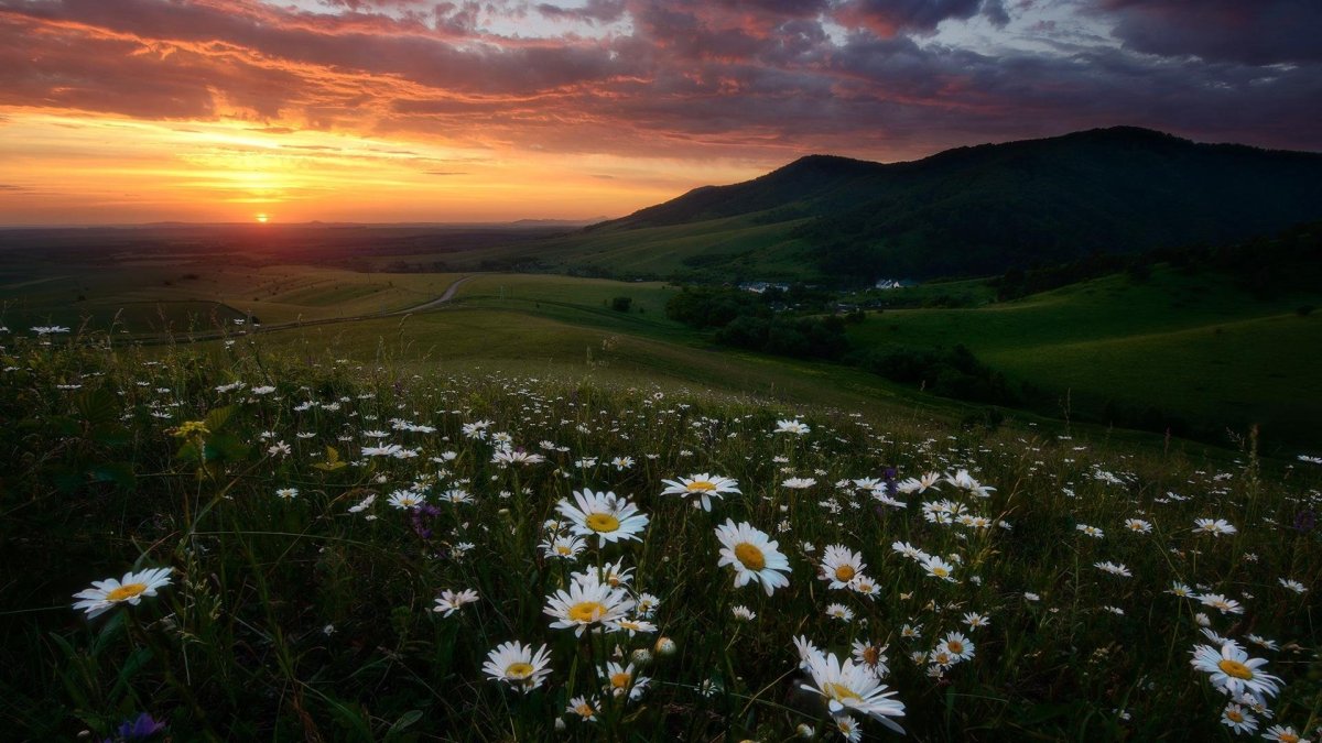 Природа поле ромашки