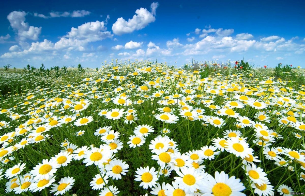 Поляна ромашек