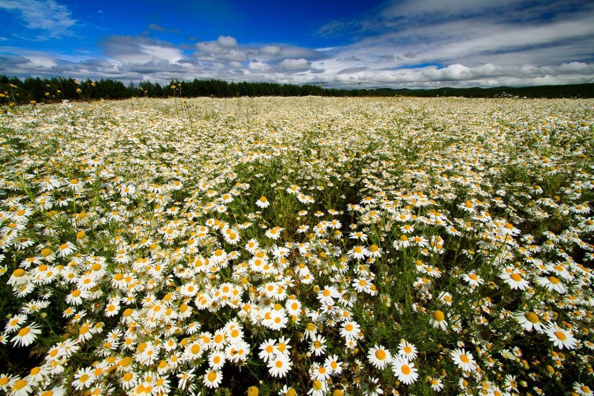 Ромашковое поле