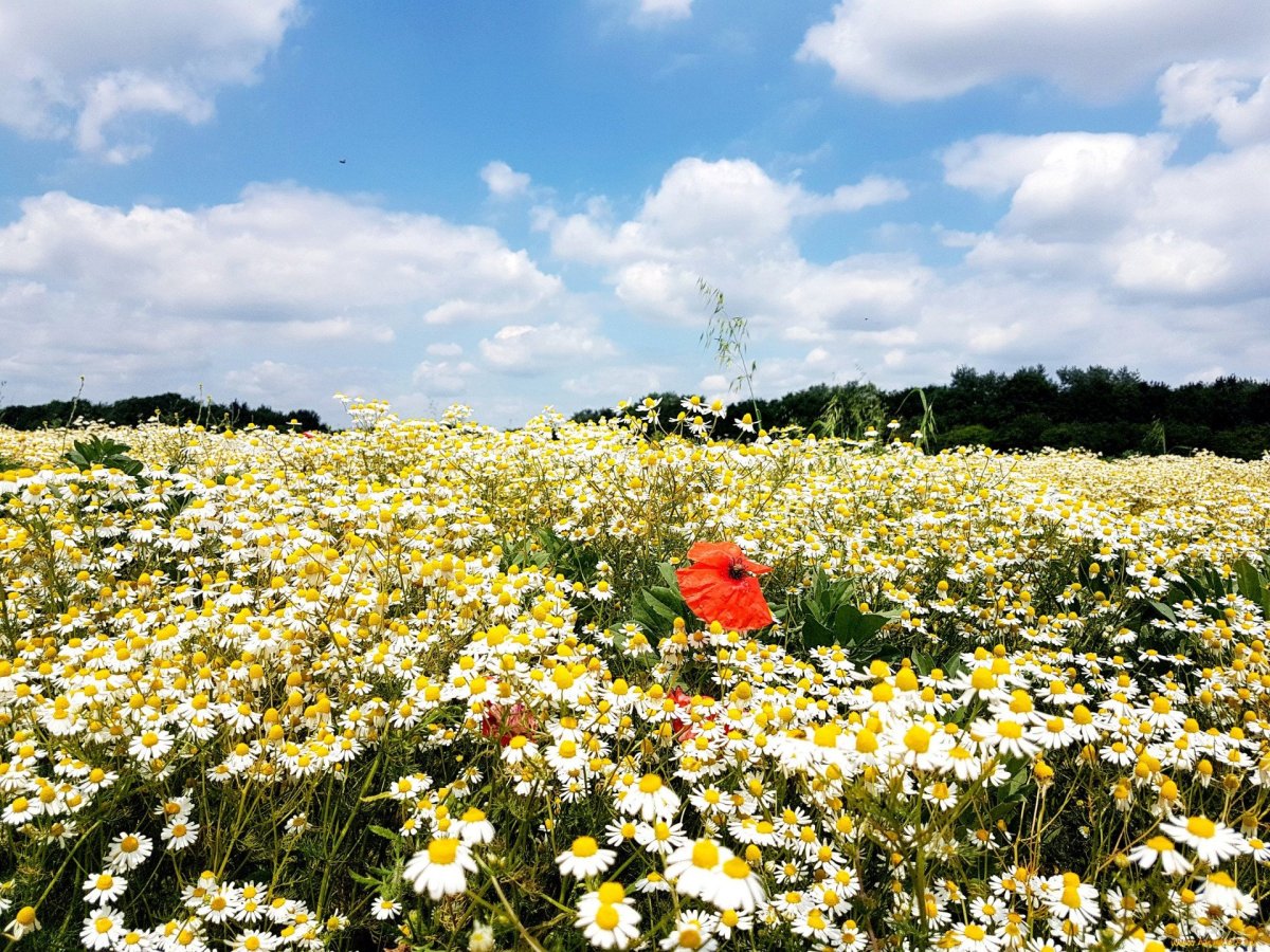 Поле с цветами