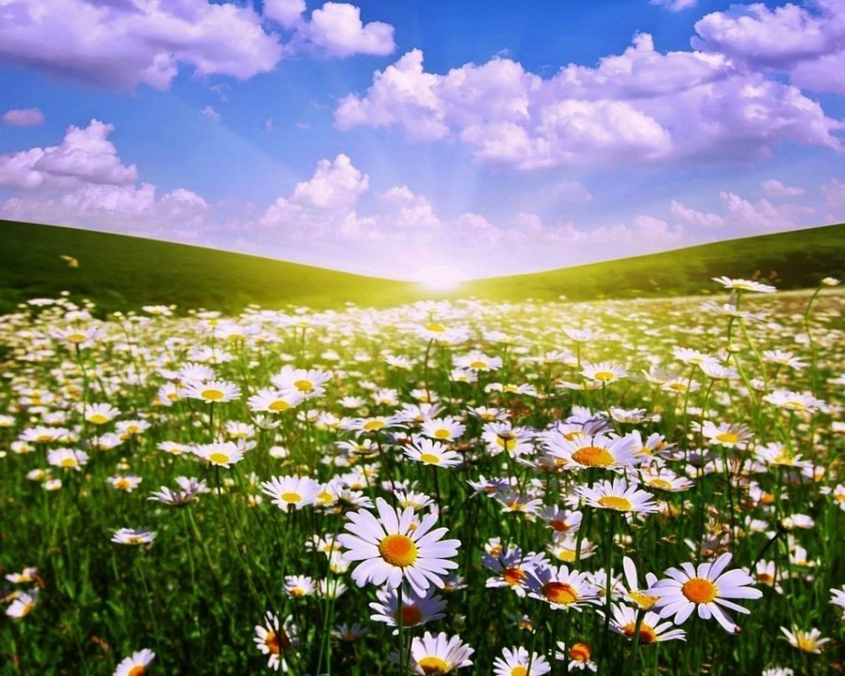 Ромашковое поле