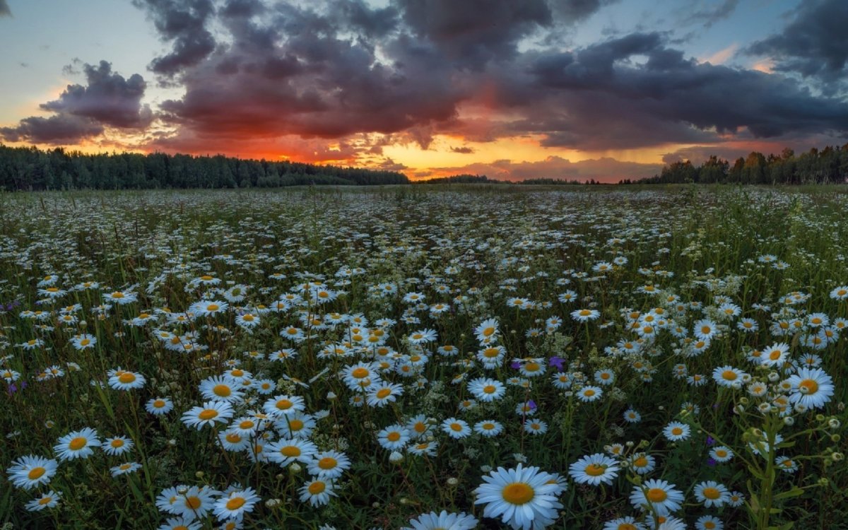 Ромашки и небо