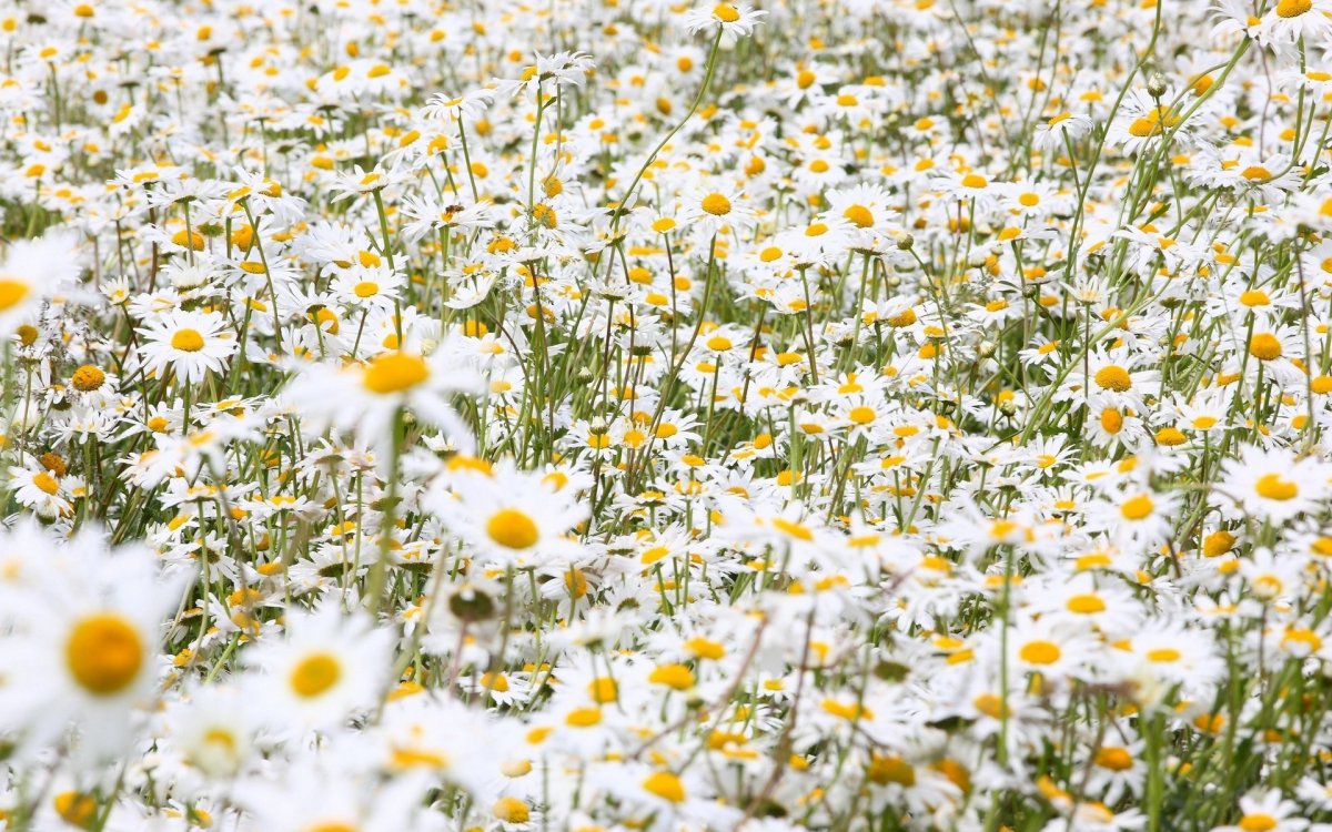 Ромашковое поле