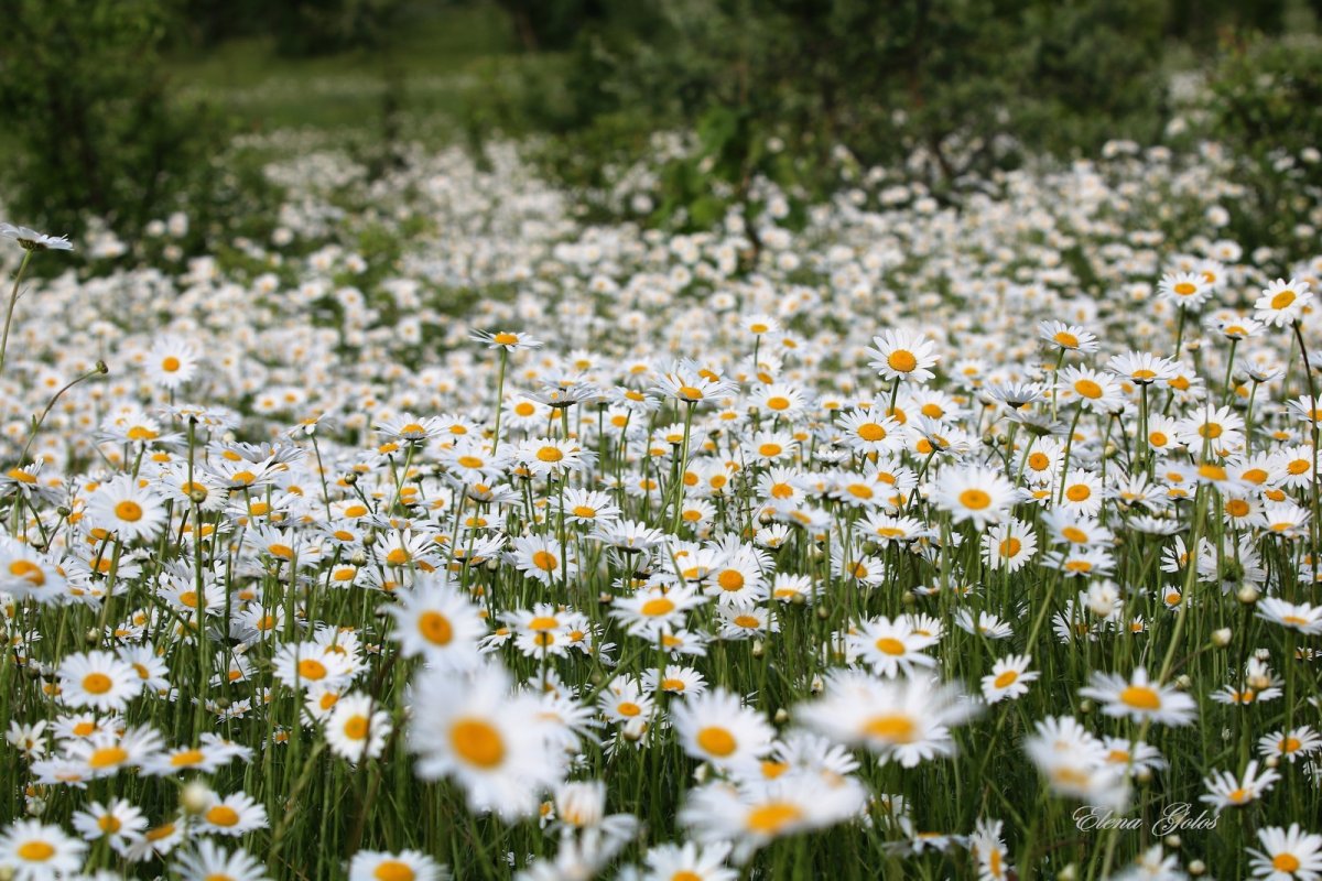 Ромашковая Поляна Краснодарский край