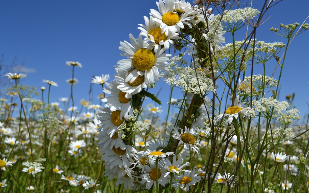 Ромашковое поле на рабочий стол