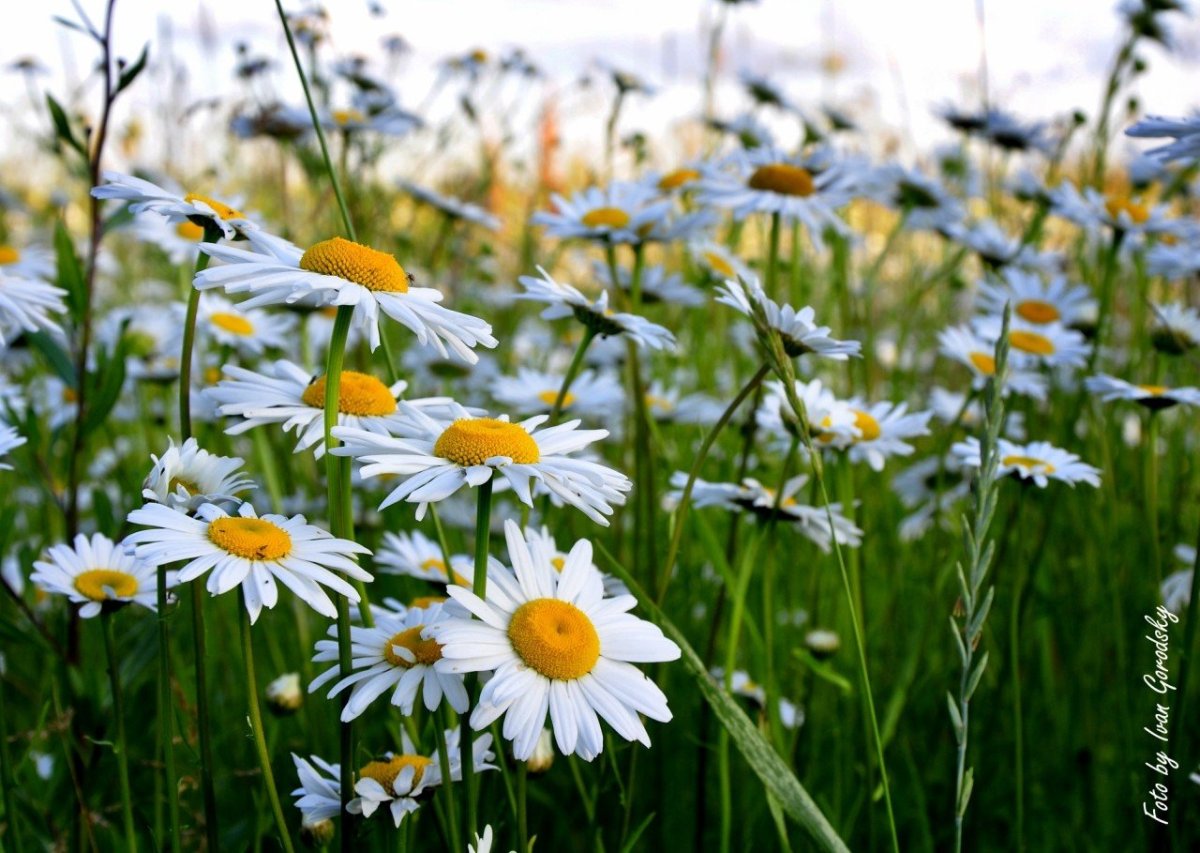 Поле ромашек