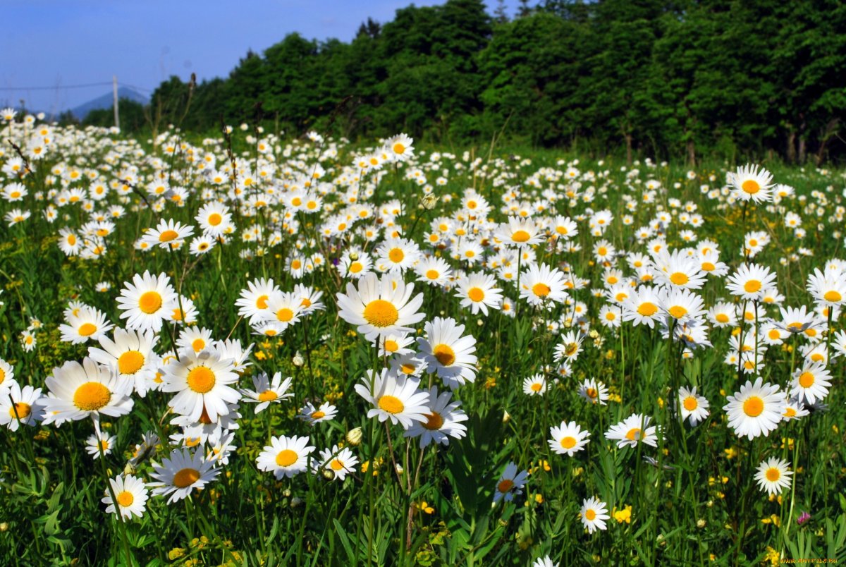 Нивяник в поле