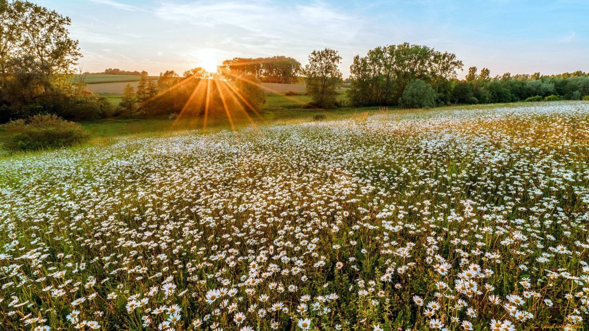 Красивое поле ромашек