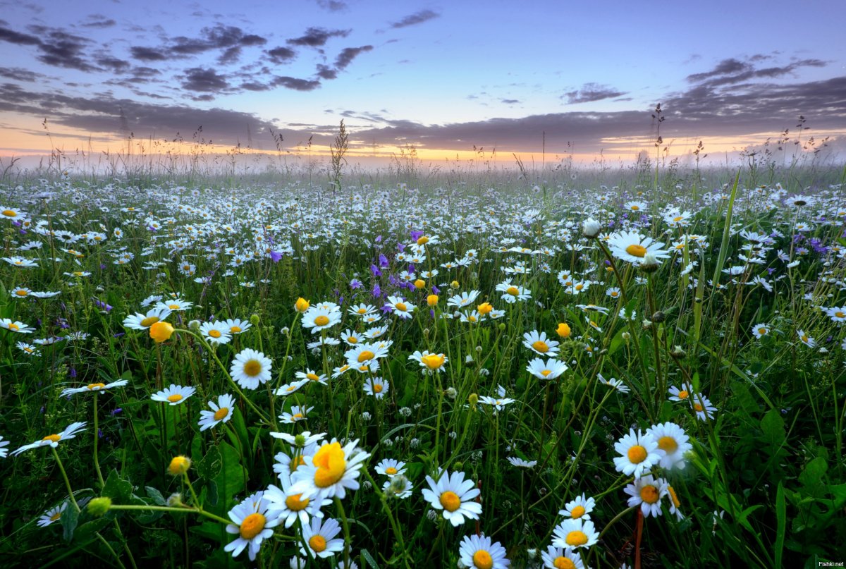 Ромашковое поле Россия