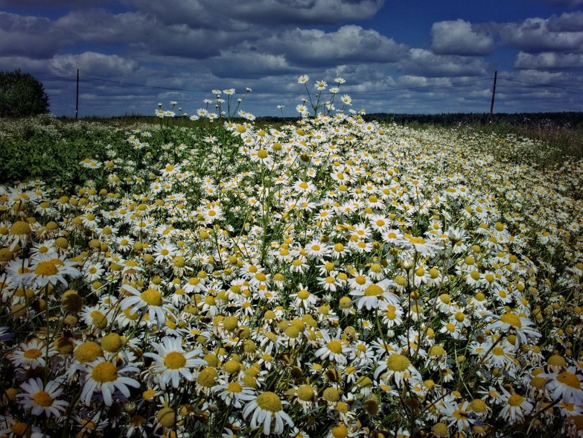 Ромашковое поле Севастополь