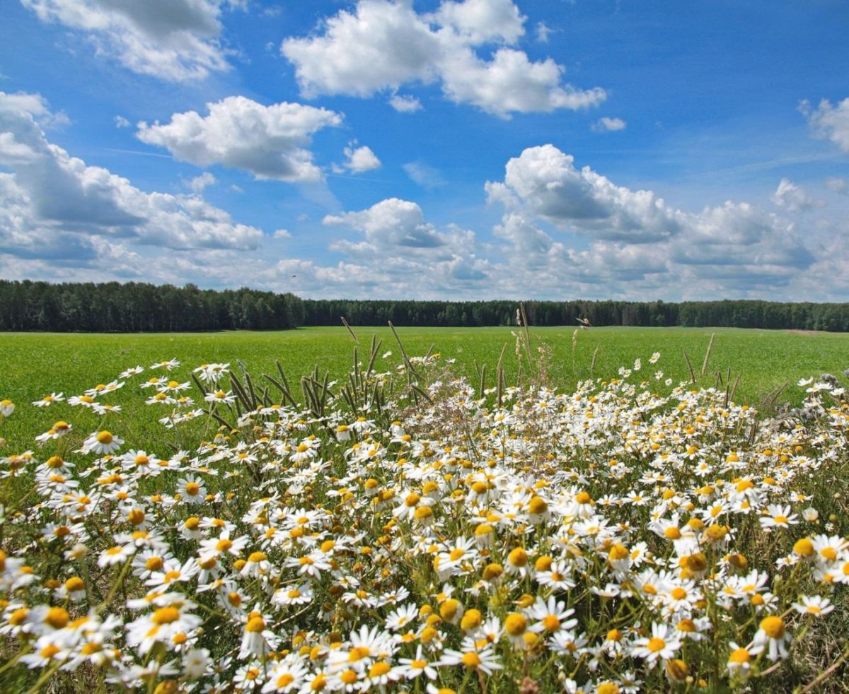Пушкино Ромашковое поле