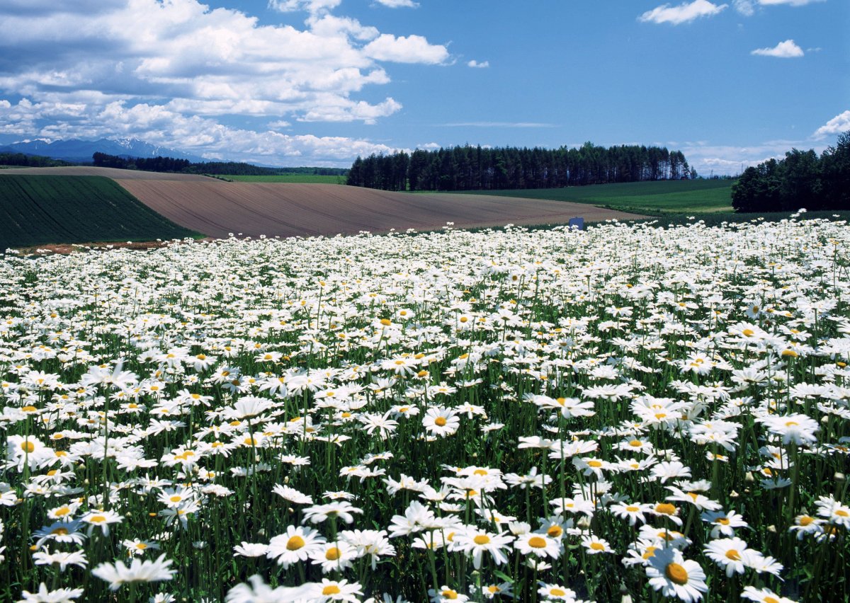 Ромашковое поле Наро-Фоминск