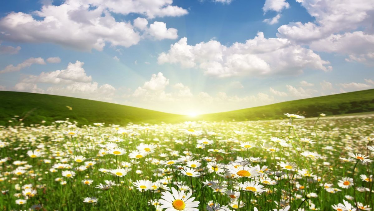 Луг с ромашками