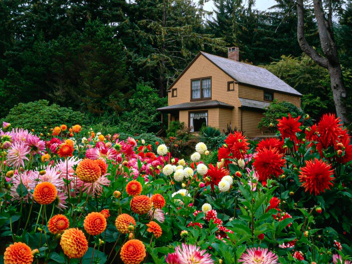 Георгин поле Куликово