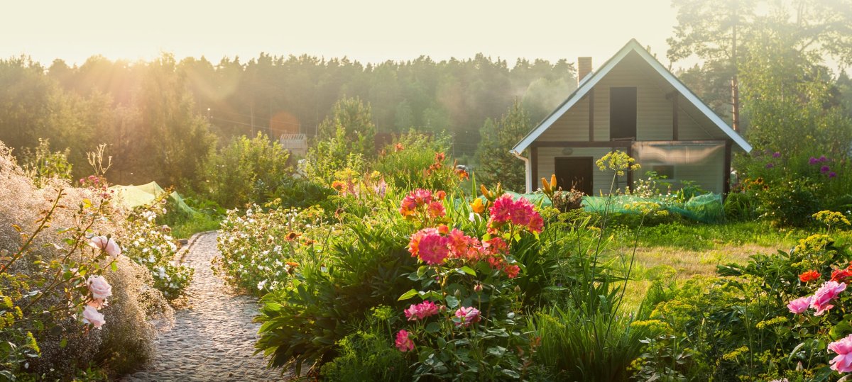 Картинки дачи взаймы