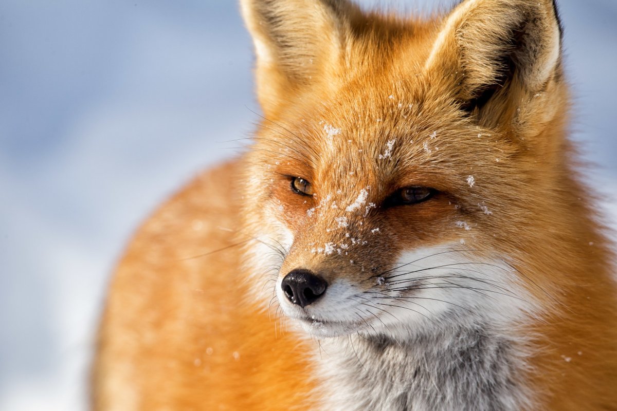 Лисица анфас