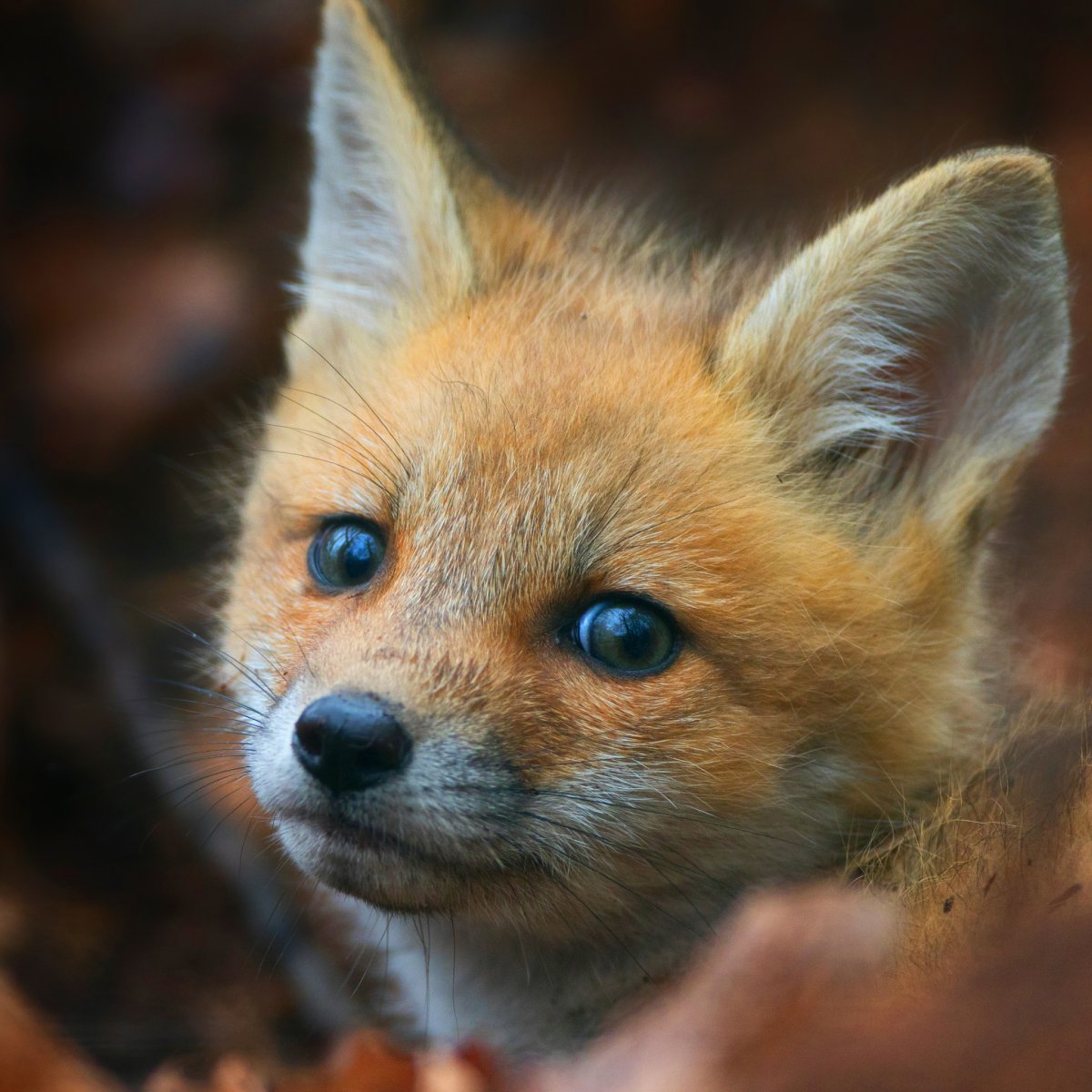 Милый Лисенок