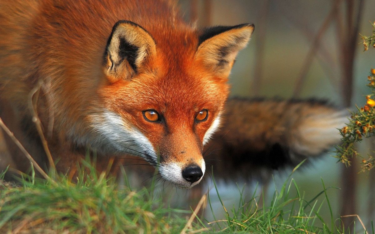 Ред Фокс (Red Fox)