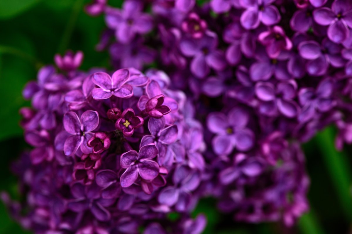 Сирень сиреневая