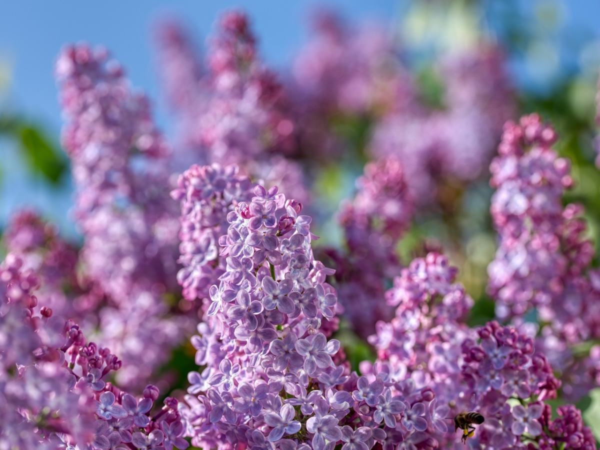 Обои на рабочий стол сирень