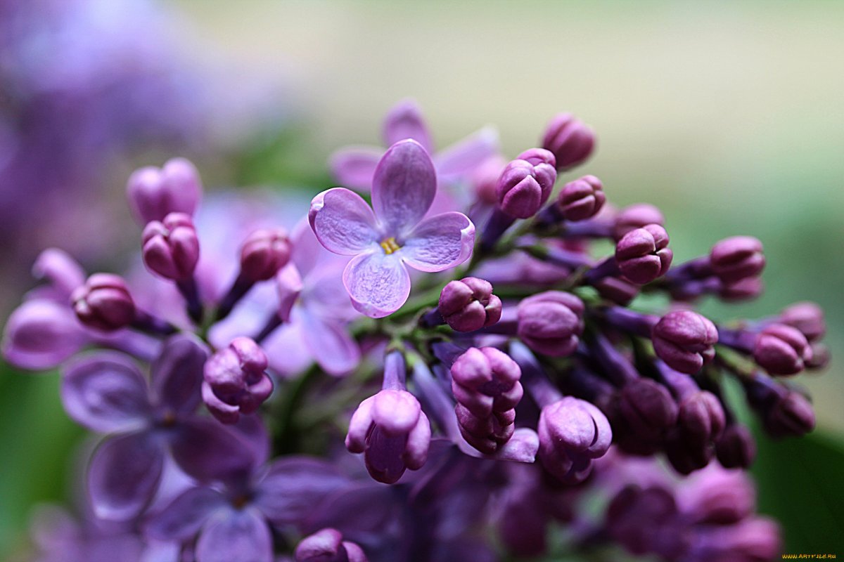 Цветущая сирень