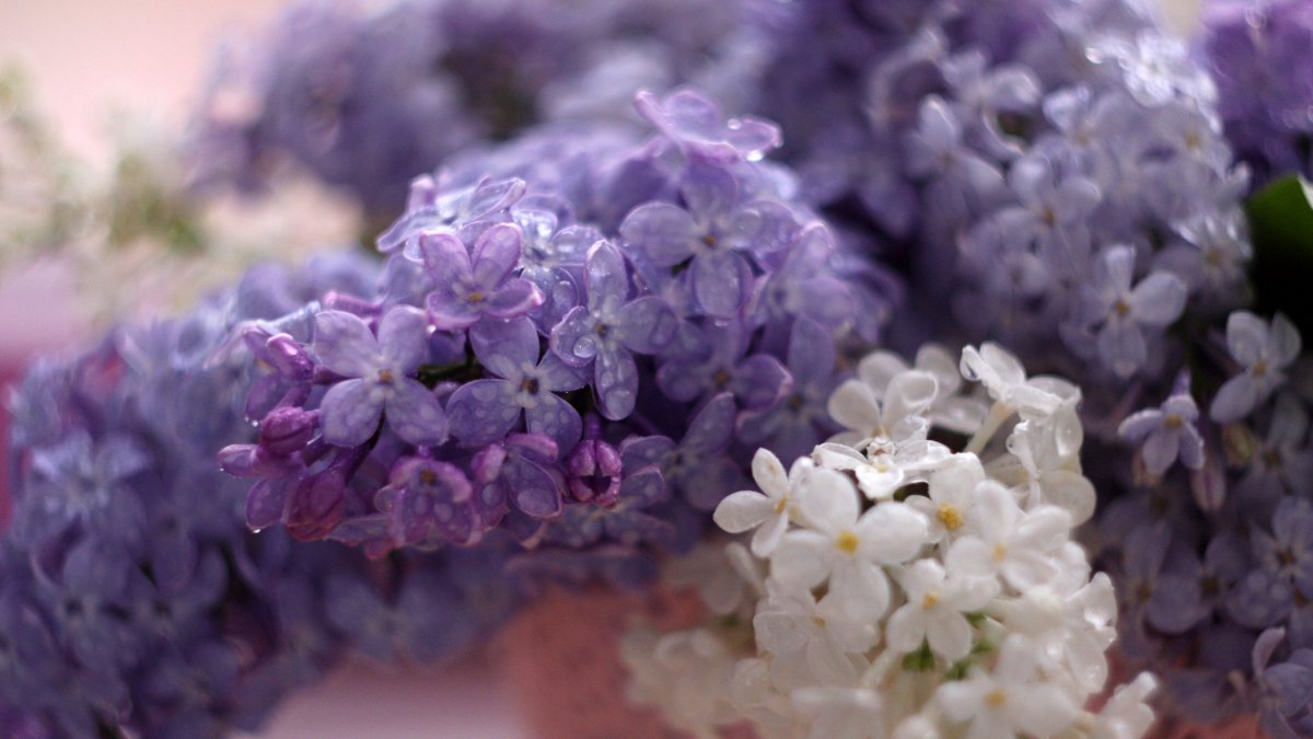 Сиреневый день