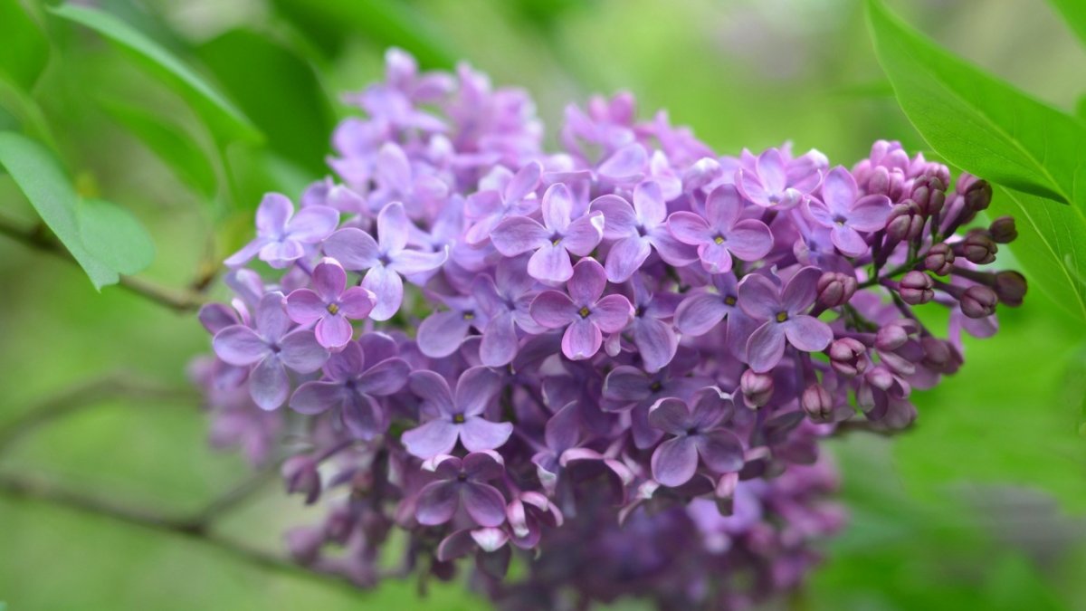 Сирень Жан Клод