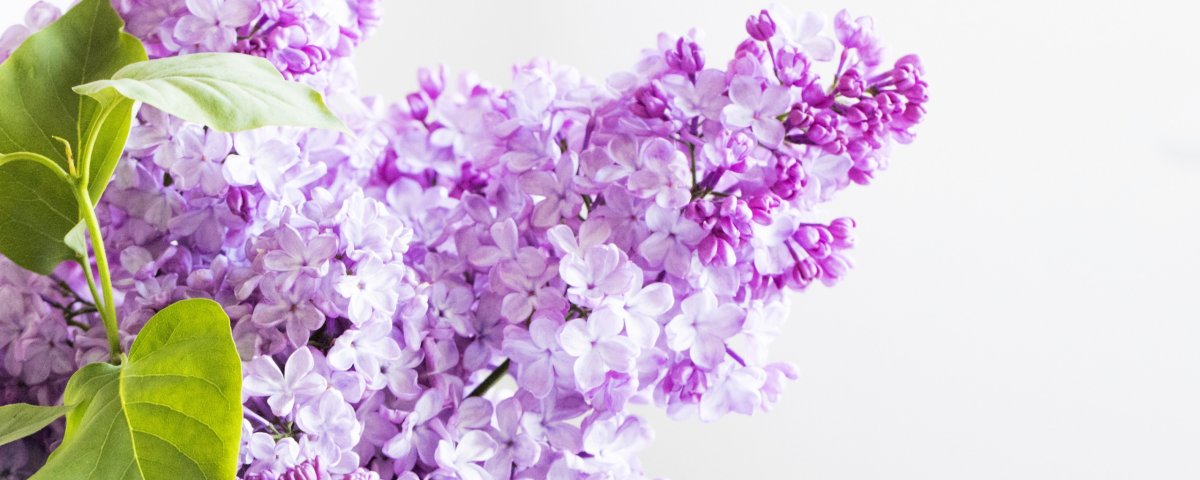 Обложка для группы сирень Цветущая