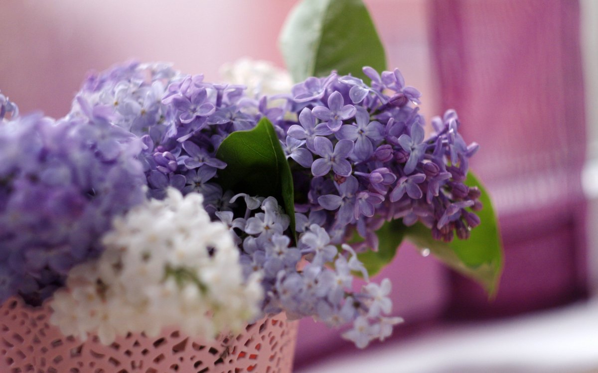 Весна цветы сирень