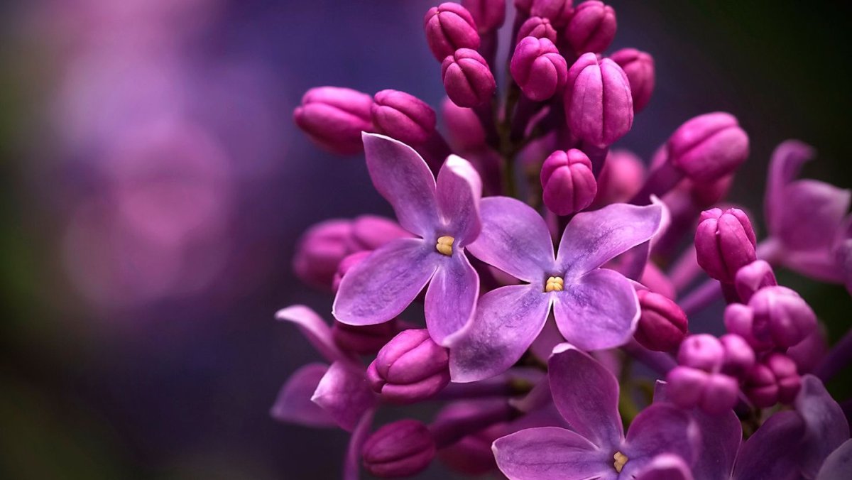 Весенние картинки на заставку