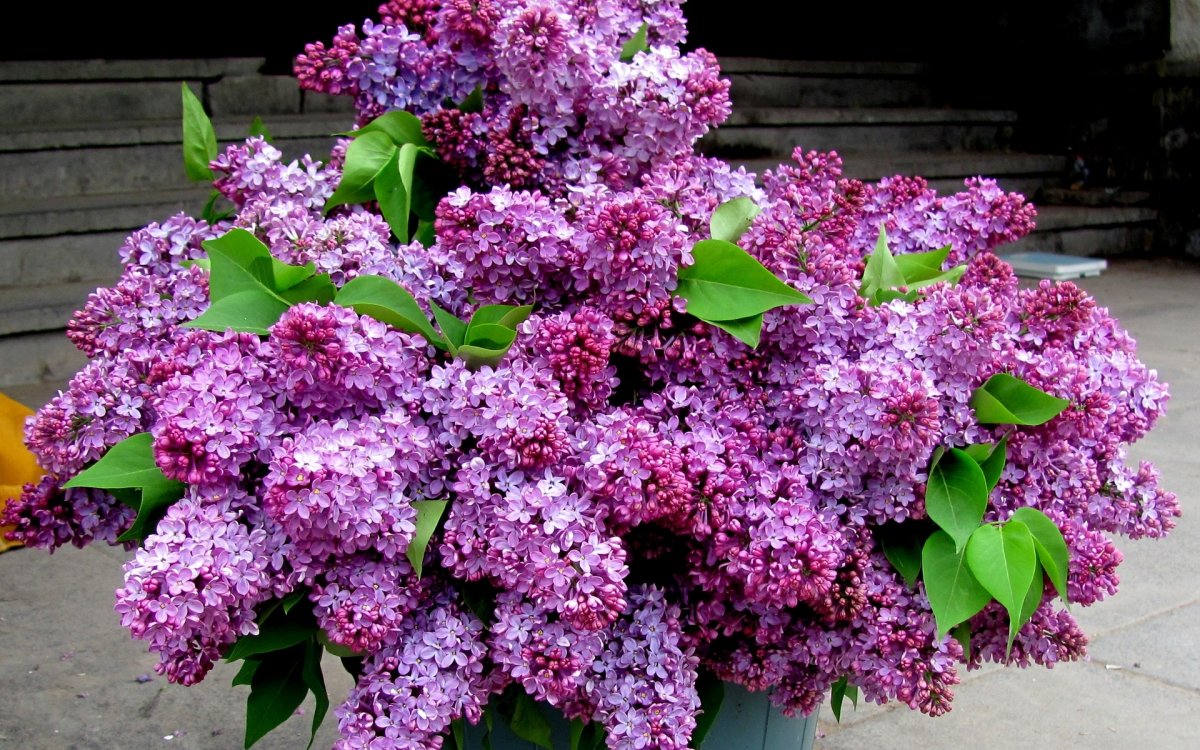 Сирень синяя пирамида