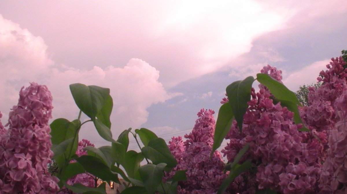 Сирень Вирджиния Беккер