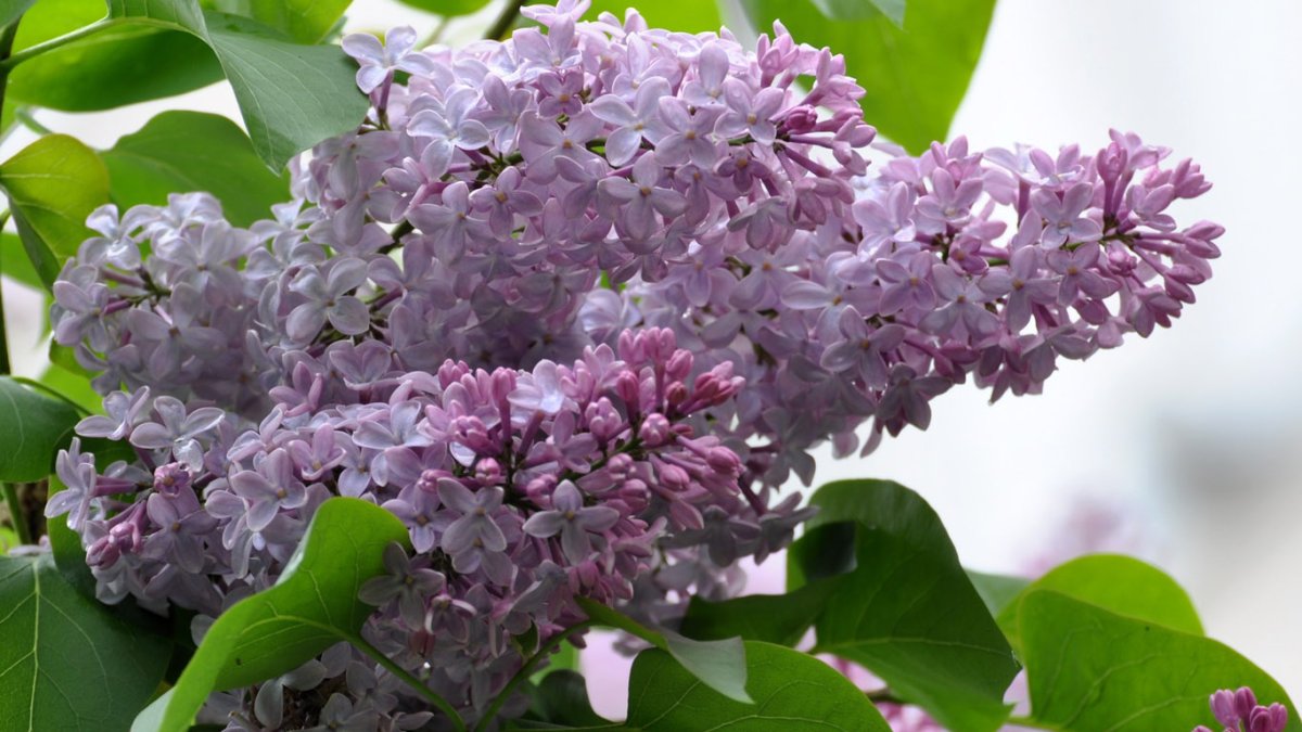 Верба и сирень