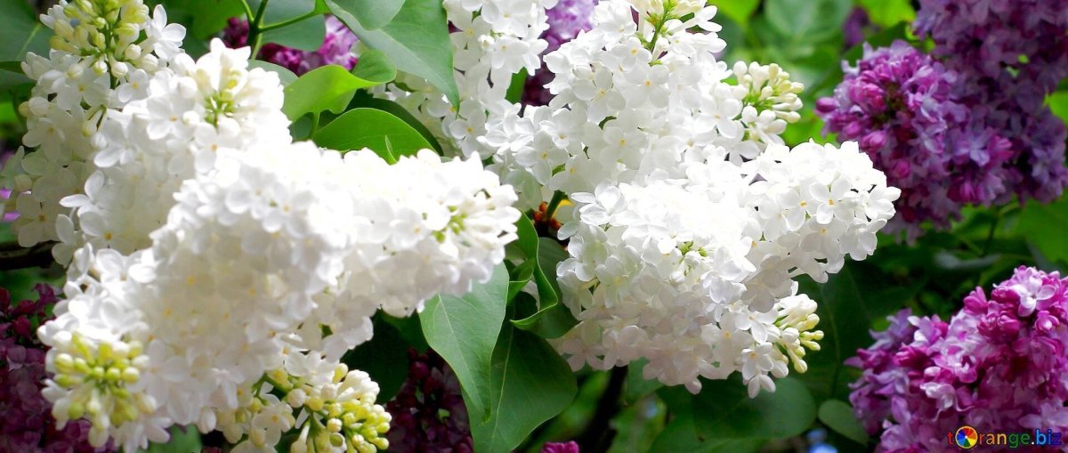 Обложка сирень