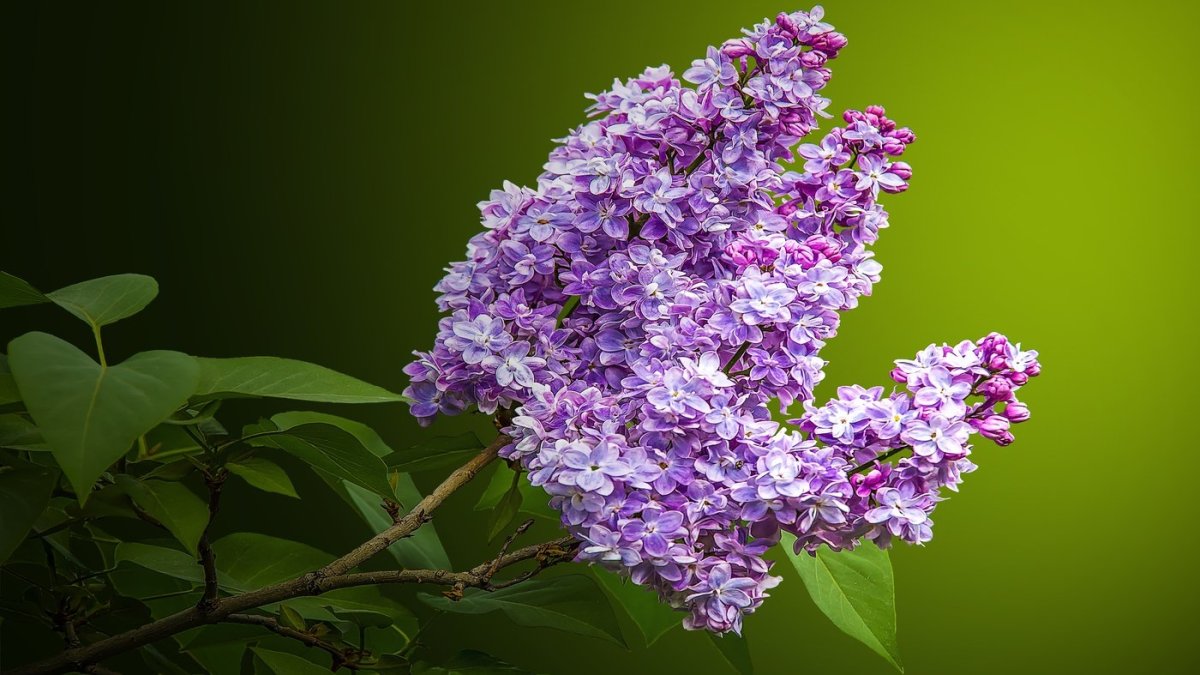 Сирень Персидская красная