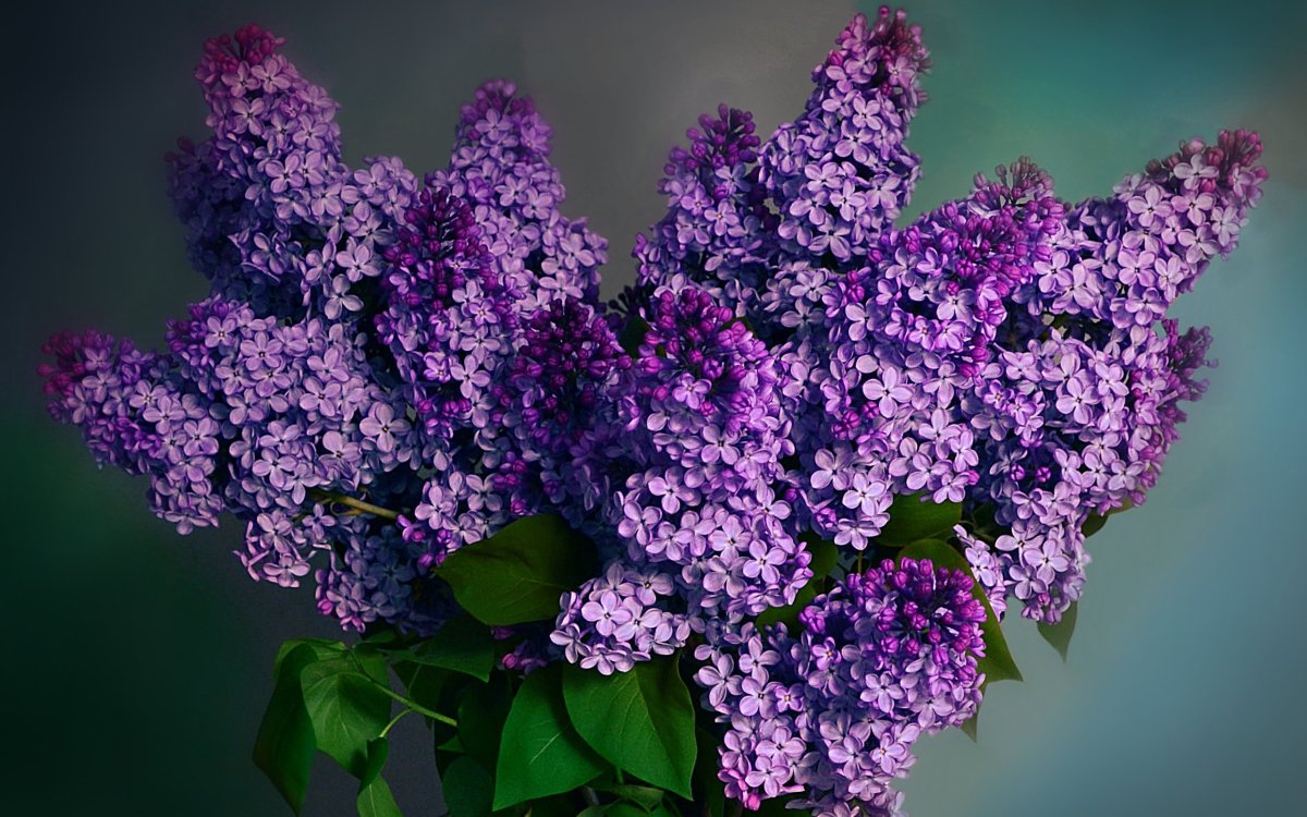 Сирень Вильгельм Пфитцер