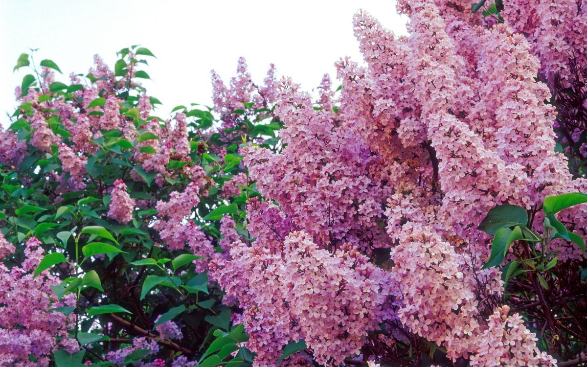 Сирень тюльпаны нарциссы