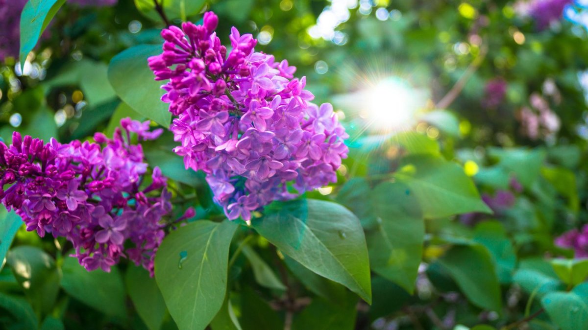 Майская сирень