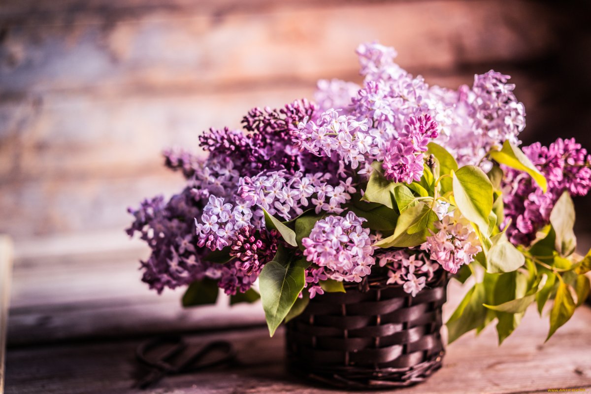 Королевская сирень