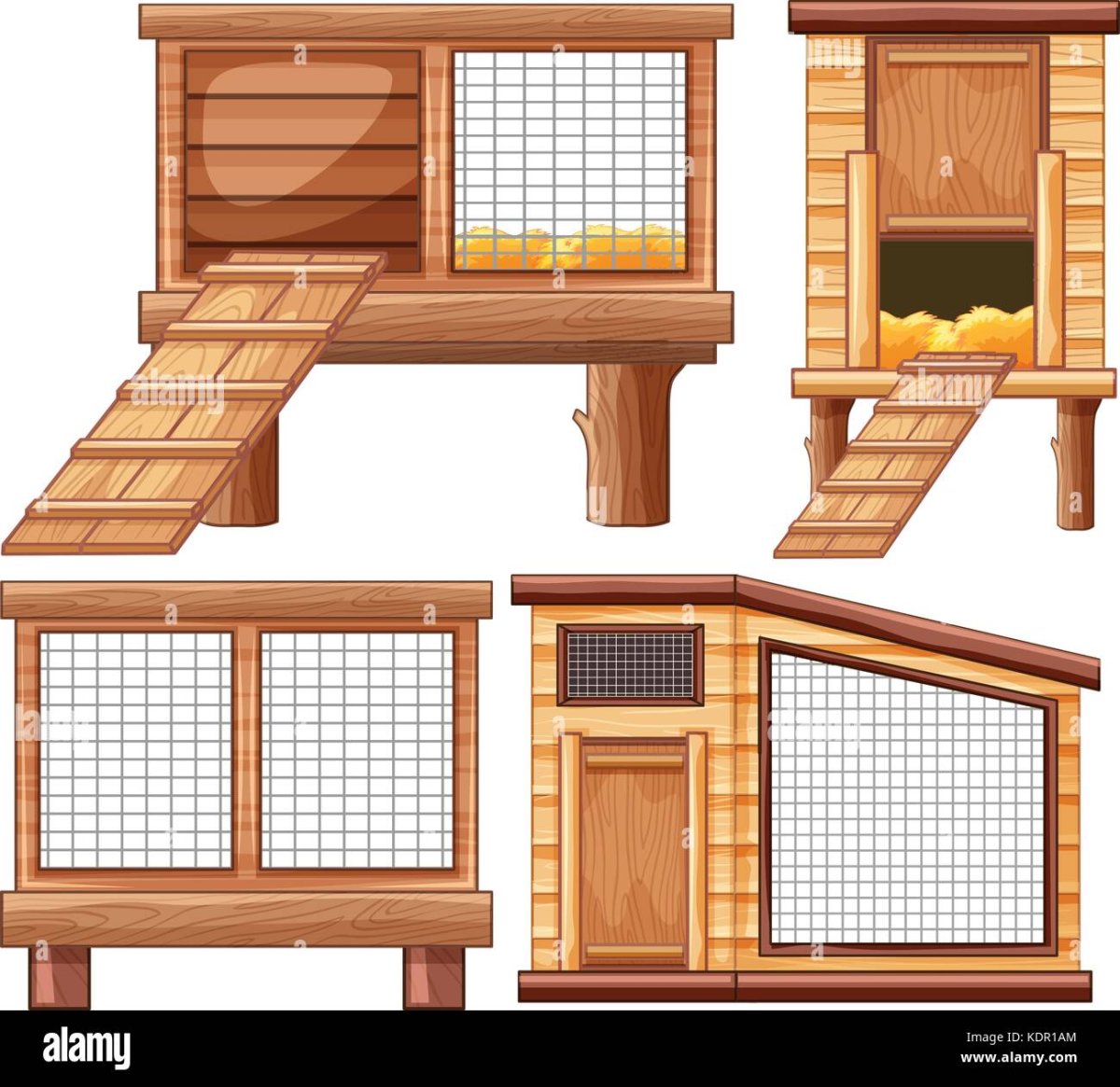 Домашние птицы куры курятник