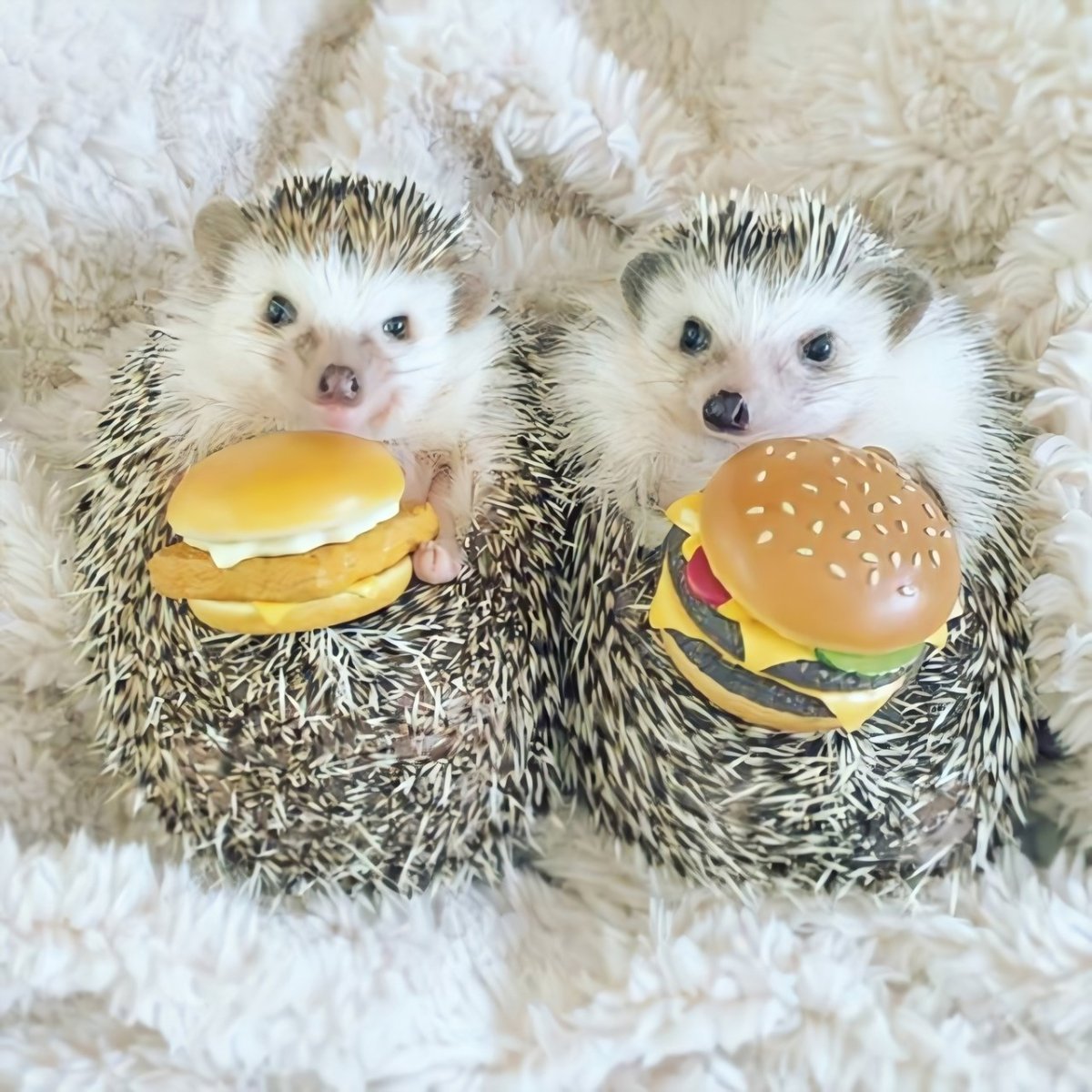 Ежик завтракает