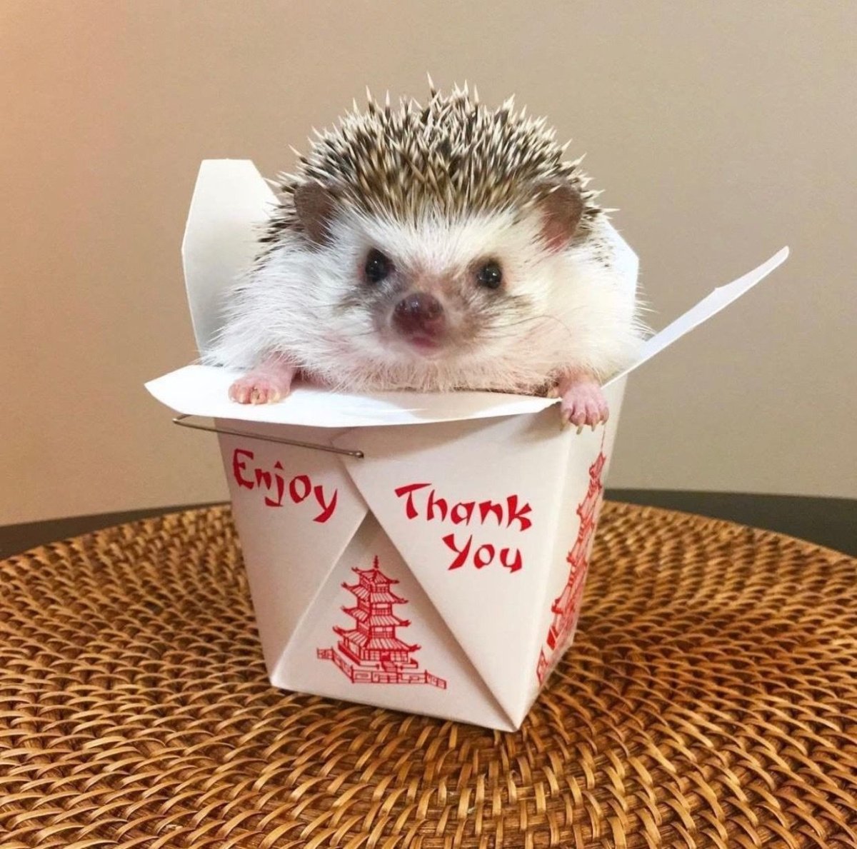 Еж Эстетика